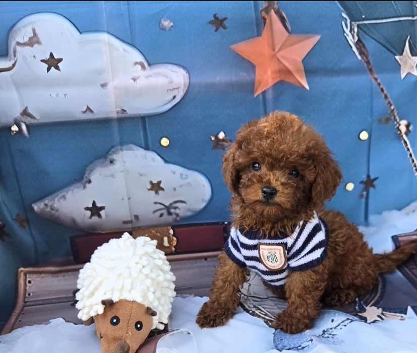 Пудел тйикъп /Пудел той /Poodle toy  генетичти тестове на родителште |Родословие