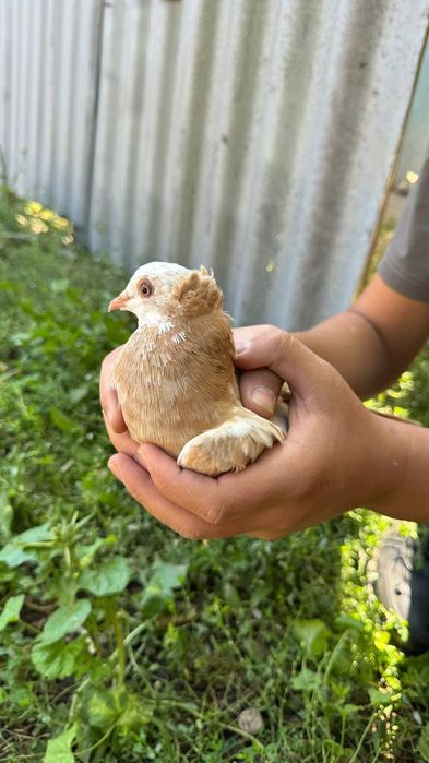 Продам голубей срочно 8 шт