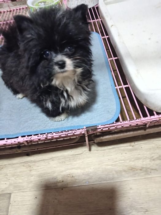 Продам щенков помесь шпиц и бивер