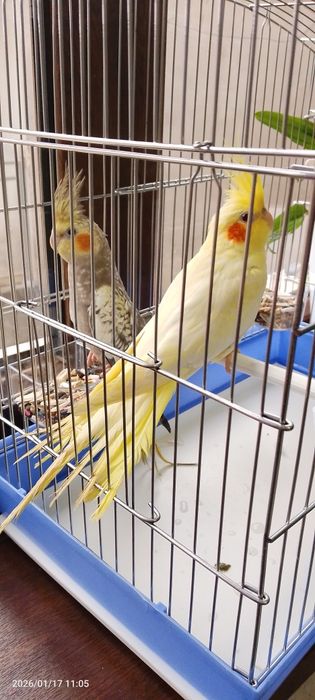 Karella popugay toti qush