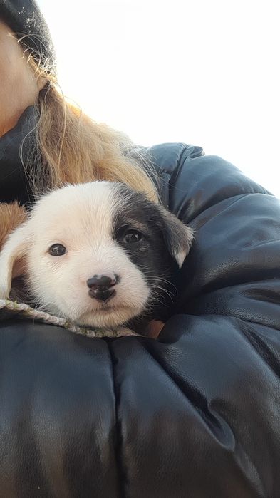 Дарю щенка!         .