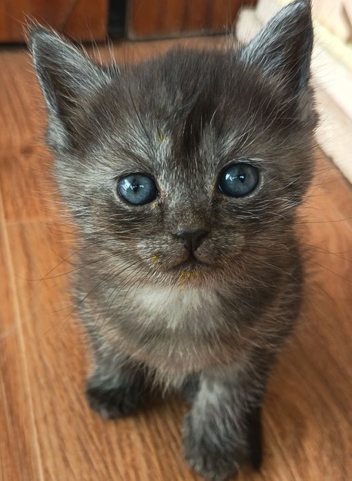Отдам     котят.