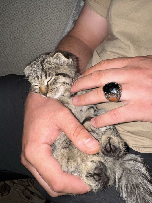 Срочно подарим котят