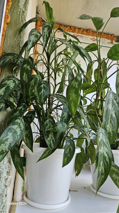 Комнатные растения