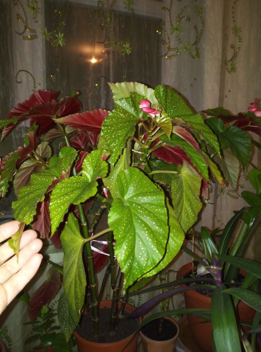 Бегония кораловая