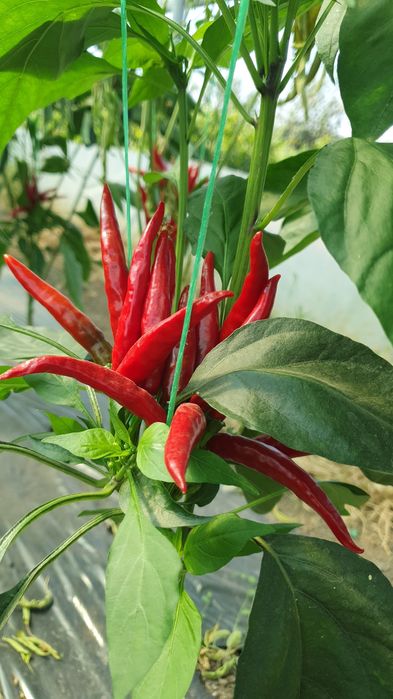 Ardei iute deshidratat ( Habanero, Jalapeno, Thai Chilli ))