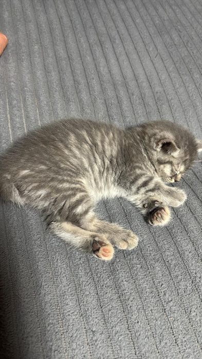 Котейка ищет дом