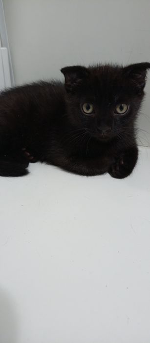 Продам породистого котенка