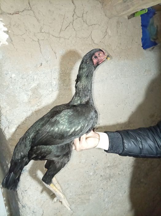 3200 gram makiyon tozza ishonchli zot