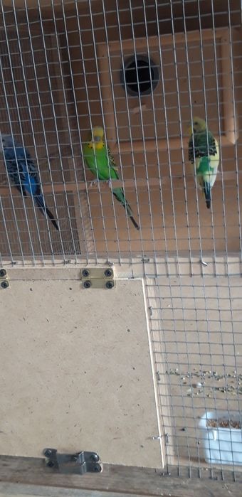 Papugaylar tayyor para