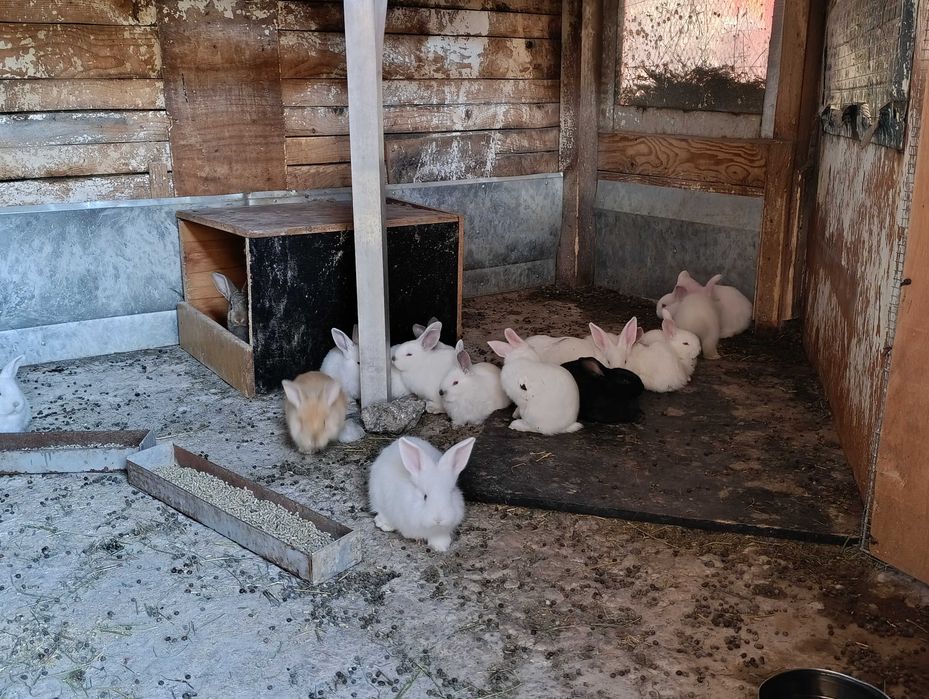 Продава Зайци Град перник