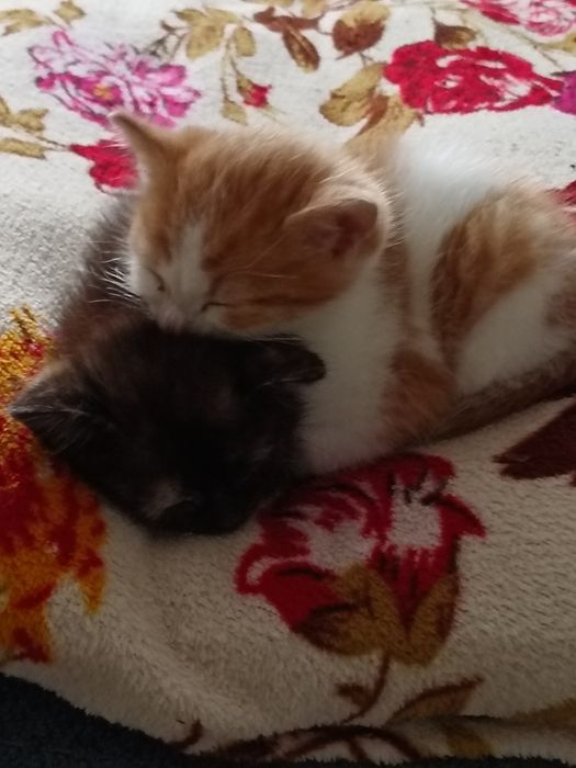Отдам котят в добрые руки