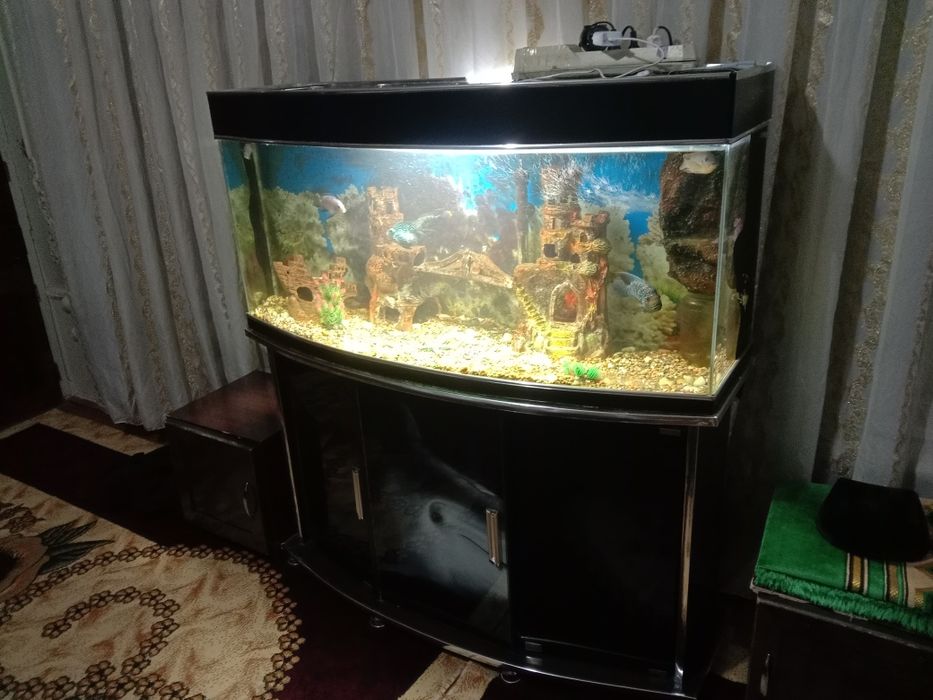 Akvarium                         .