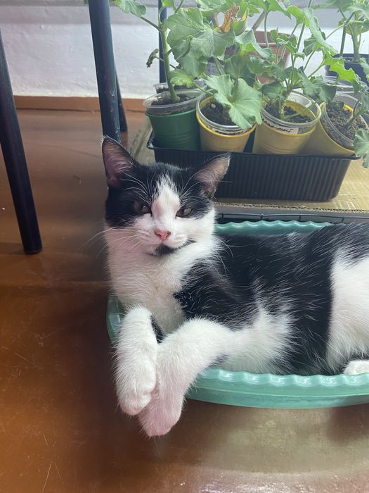 Кошечка 6 месяцев, девочка