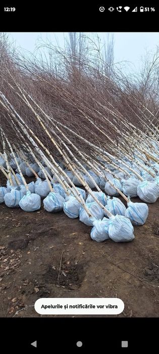 Leyladi mesteacân tuia smarald