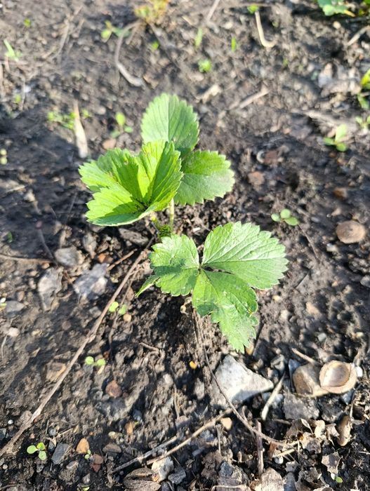 Саженцы клубника сорта Азия