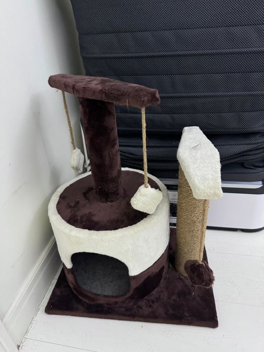 Кошка  британская