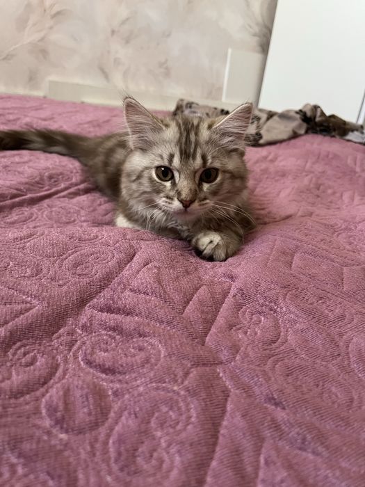 котенок 3 месяца