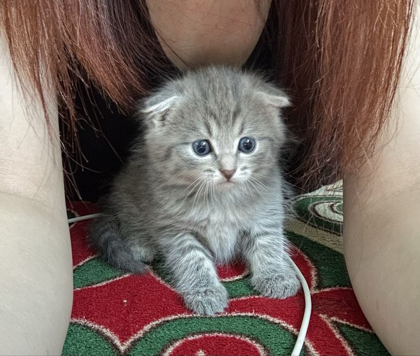 Вислоухий шотланский кошка