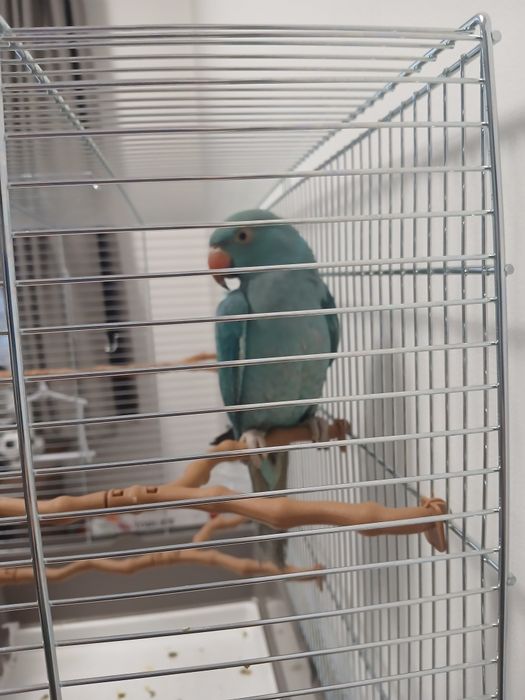 Vând papagal Micul Alexandru