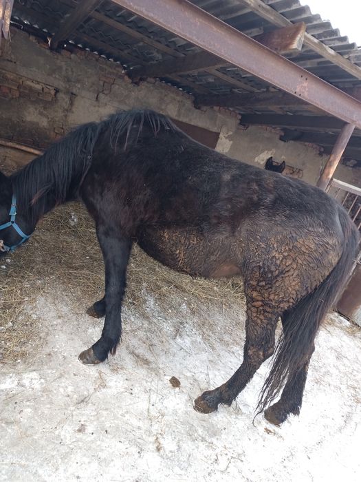 Кобыла откормленная