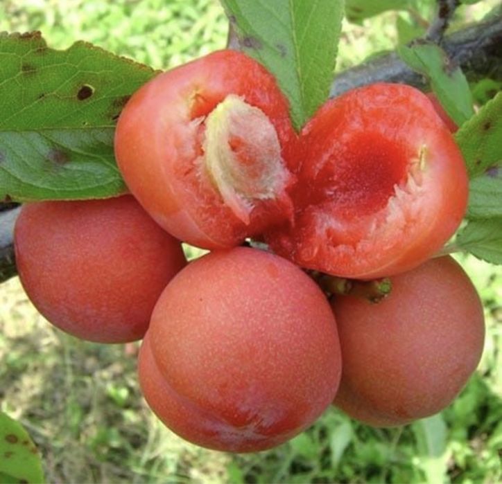 Pomi fructiferi columnari pe rod