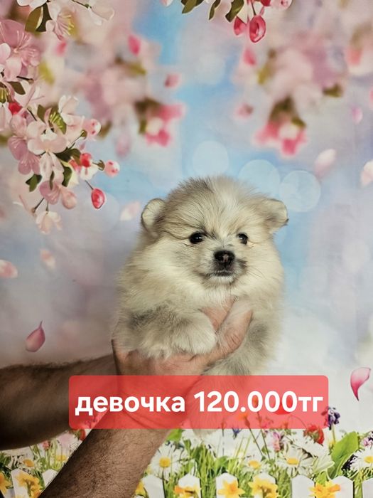 Чудные малыши шпица с питомникв