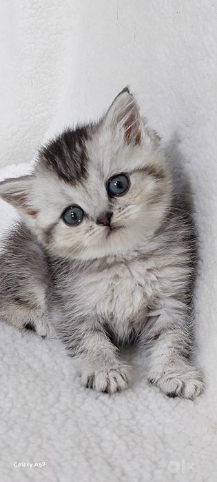 Продаются  котята  фолды  и страйты  кушают  уже  самостоятельно кушаю