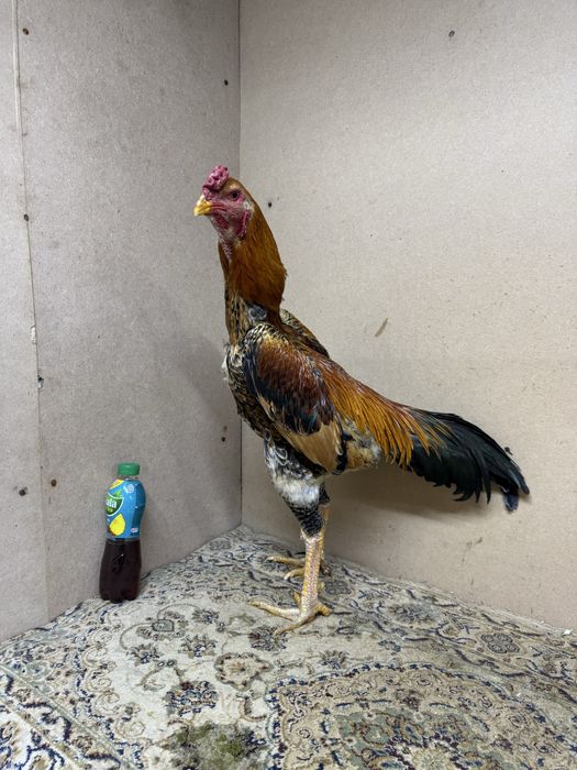 О Шамо Империя ЯПОН