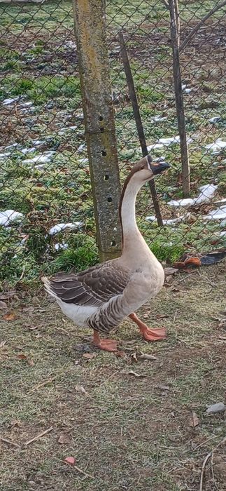 Vând GÂSCAN-chinezești ,anul 2025,Curtișoara,jud.Olt