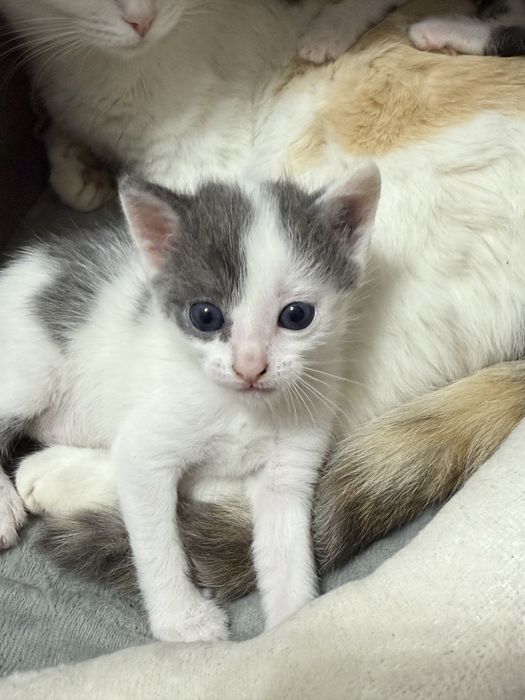 мысық үшеуіде қыз