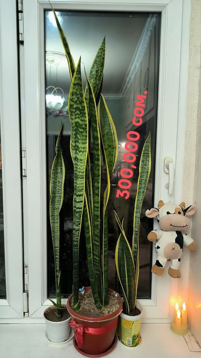 Цветы,Пальмы,с бонусом.