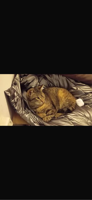 Кошки в добрые руки бесплатно