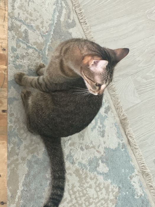 Отдадим кошку в добрые руки