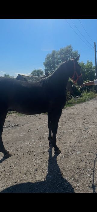 Продам русский рысак