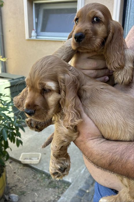 Vand pui cocker spaniel