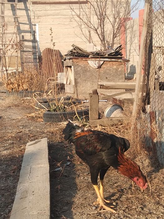 Продам или обмен на курицу