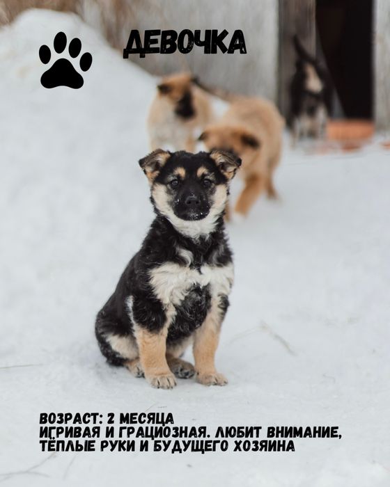 Щенки в заботливые руки