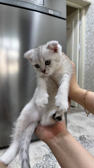 Продаются котята скоттиш фолд/страйт (серебристая шиншилла)