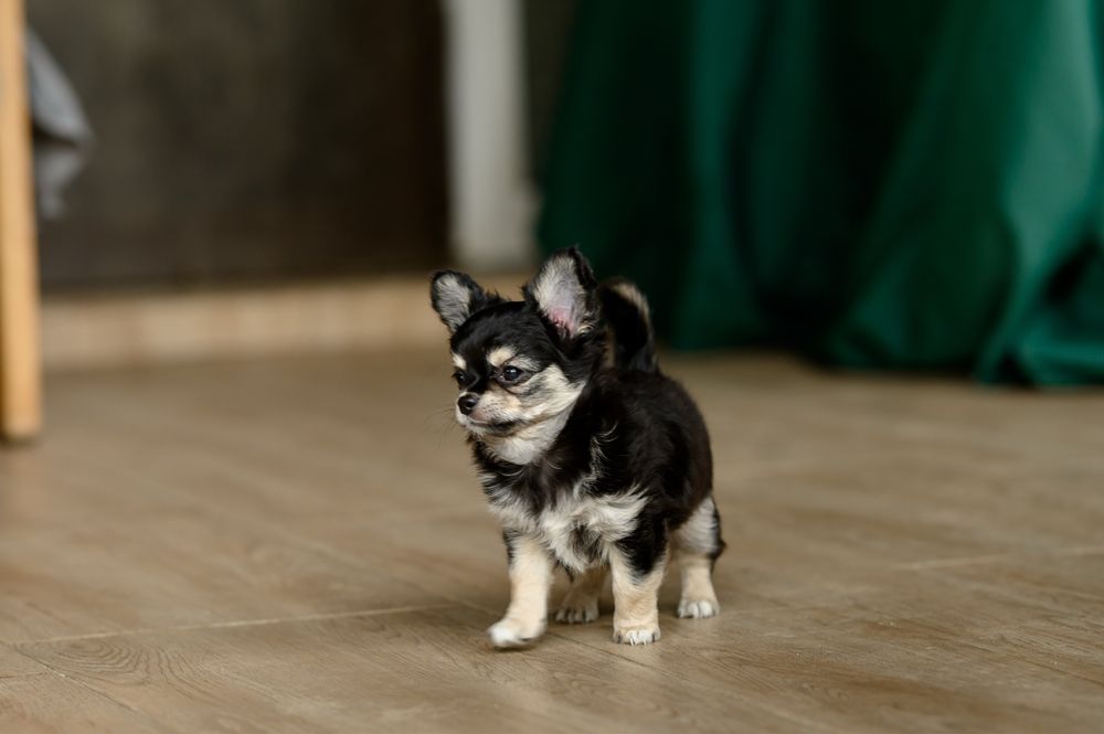 Chihuahacu  par lung
