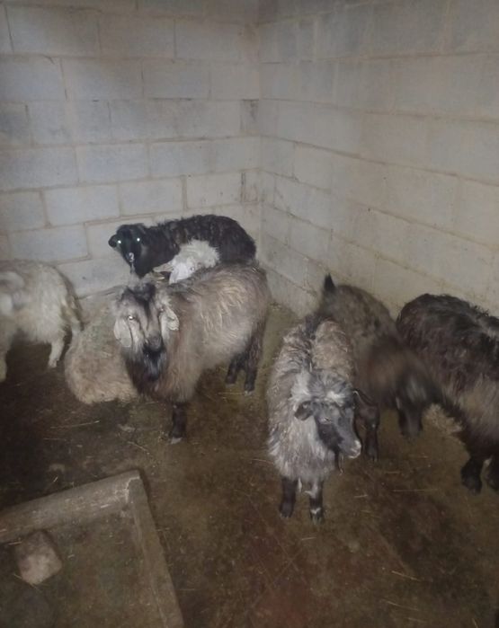 Ешкілер сатылады!!!