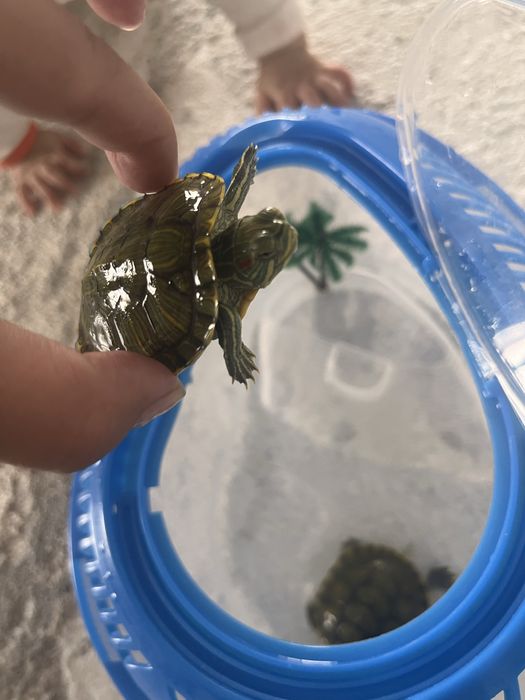 Продам красноухих черепашек