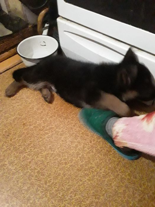 Продам немецкую овчару