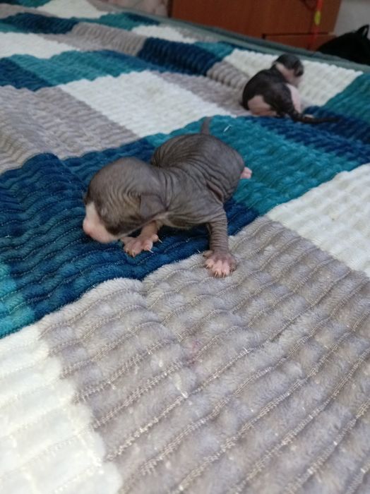 Бронь на сфинкс, чистокровные