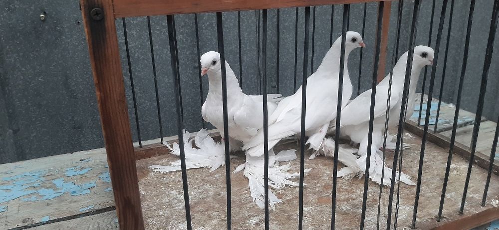Продам Белых Голубей
