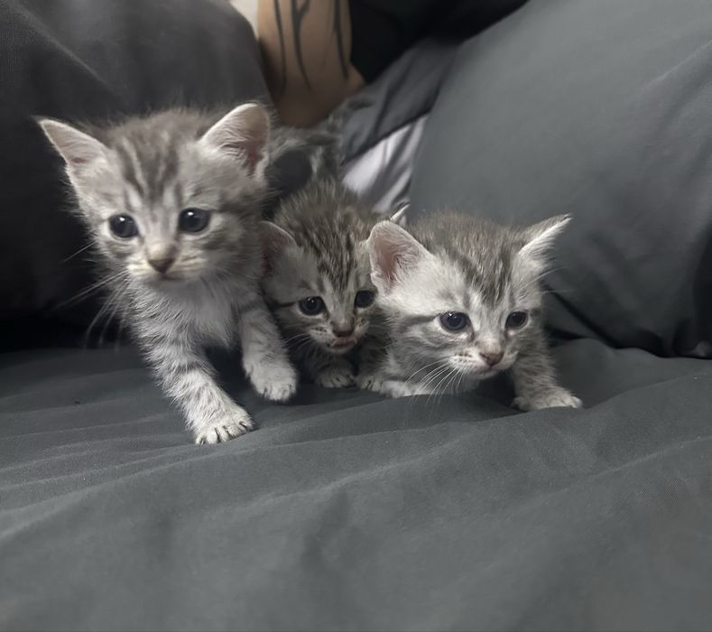 Отдам котят бесплатно