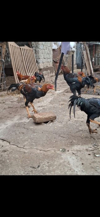 Дакан сатылады.ы