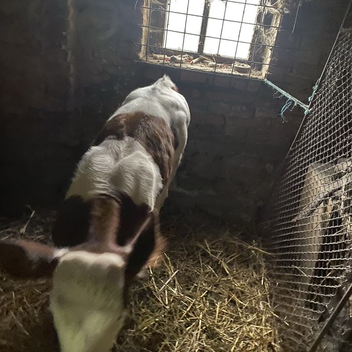 Vaca holstein cu vitea