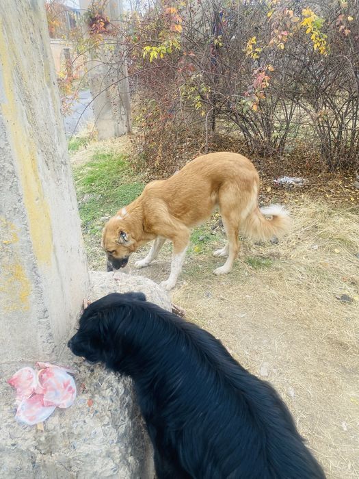 В добрые руки пристраиваю