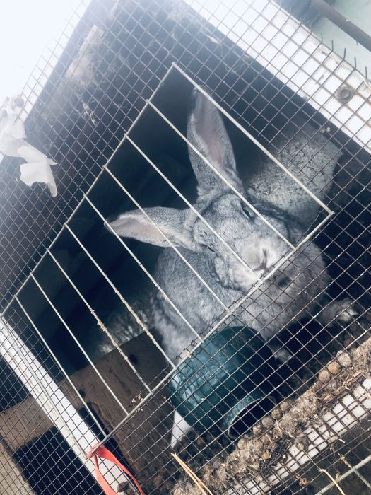 Взрослые кролики